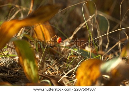 Lilies of the valley in autumn forest, leaves and fruit in autumn, forest litter, undergrowth, brown and yellow leaves in morning time with soft light.