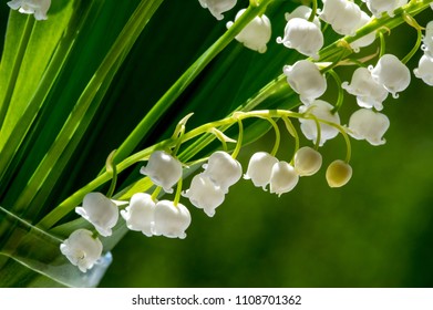 Lilies Valley Cultural European Plant Family Stock Photo 1108701362 ...