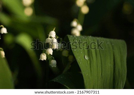 Lilies of the valley in forest, white bells flowers, dew drops on a green leaves.