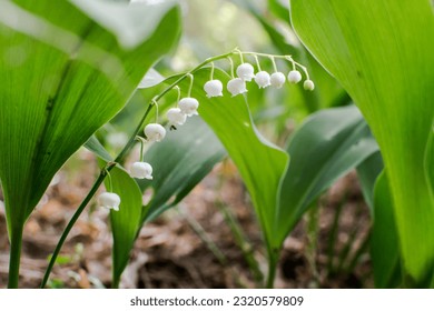 Lilies of the valley, white flowers, bluebells, spring flowers, wild white flowers, month of May, lilies of the valley in the forest, poisonous plant - Powered by Shutterstock