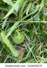 Lilikoi (passion Fruit) Growing On Vine