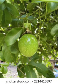 Lilikoi (passion Fruit) Vine Fruiting 