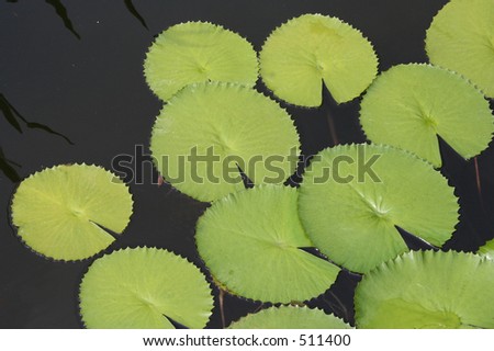  Lilipads