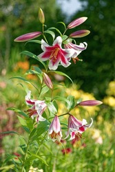 Lilium 'Altari' Is An Ot-hybrid Lily With Purple Flowers
