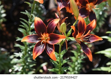Lilium asiatic Forever Susan: lily grows and blooms in the garden
