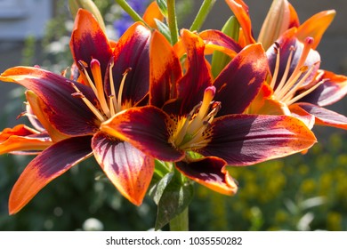 Lilium Asiatic Mix