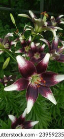 Lilium Asiatic Netty's Pride. Lilium Asiatic Netty's Pride flowers in the garden