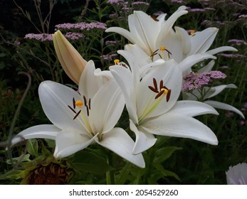 Lilium Asiatica, Kent. White Flowers And Smells Very Good. 