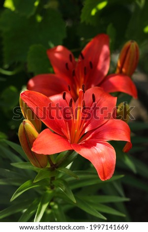 Lilium. Beautiful flower of red Lily in the garden on a summer day.  Red Lily close up. Lilies blooming . Orange tropical flower  lily. Beautiful red Asiatic Lily with green bokeh background .