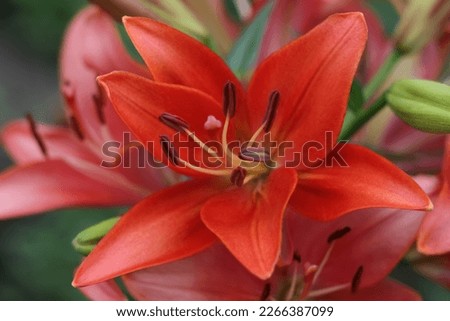 Lilium. Beautiful flower of red Lily in the garden on a summer day.  Red Lily close up. Lilies blooming close up. Orange tropical flower  lily. Beautiful red pink Asiatic Lily with green background 