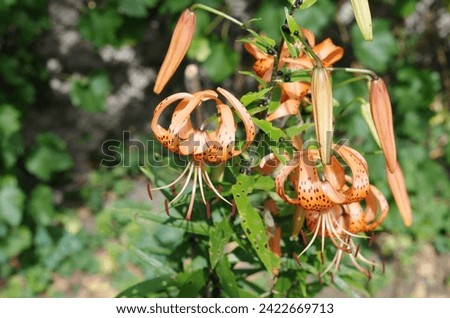 Lilium bulbiferum, also called: orange lily, fire lily, Jimmy's Bane and tiger lily.