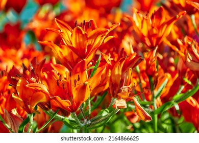 Lilium bulbiferum, gebräuchliche Orangenlilie, Jimmy's Bane und Tigerlilie, ist eine europäische Kräuterlilie mit unterirdischen Glühbirnen, die der Liliaceae angehört.