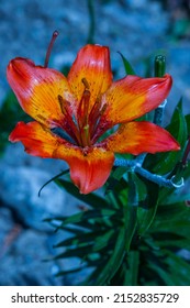 Lilium bulbiferum (family: Liliaceae. Western Alps). Common names: orange lily, fire lily, tiger lily.