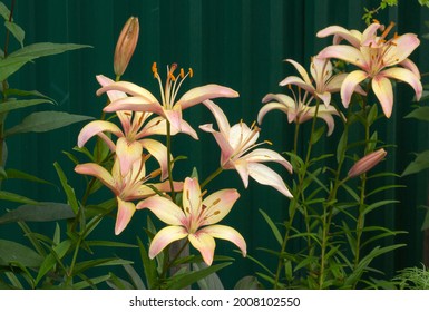 Lilium bulbiferum 
Lilium Lancifolium Tiger Lily