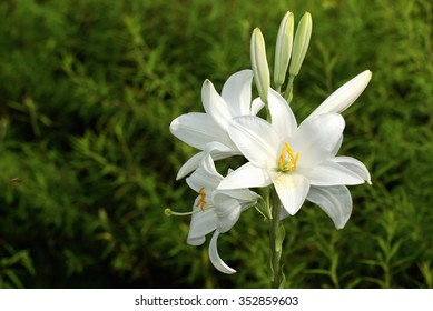 Lilium Candidum