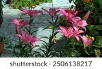 The Lilium Candidum blooms in soft pink hues, its elegant petals gracefully unfolding. The flower