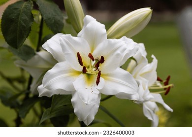 Lilium candidum, commonly known as the white lily, captivates with its timeless elegance and pristine beauty. Each petal, flawlessly pure and snow-white, seems to glow with a celestial luminosity.