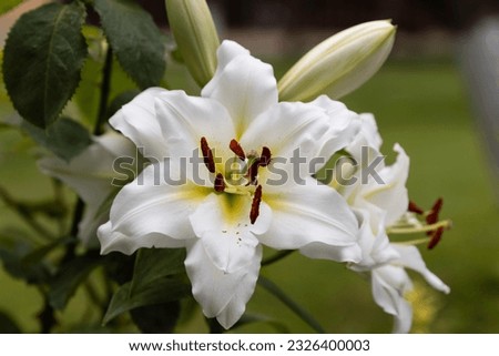Lilium candidum, commonly known as the white lily, captivates with its timeless elegance and pristine beauty. Each petal, flawlessly pure and snow-white, seems to glow with a celestial luminosity.