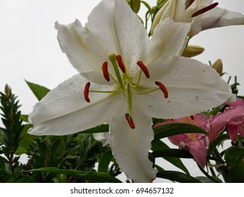 Lilium 'casa Blanca'