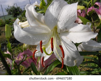 Lilium 'casa Blanca'