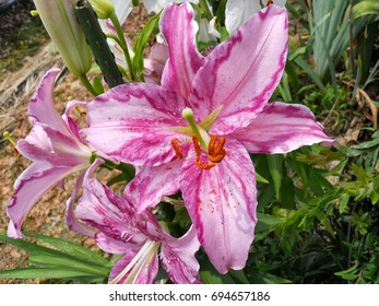 Lilium 'casa Blanca'