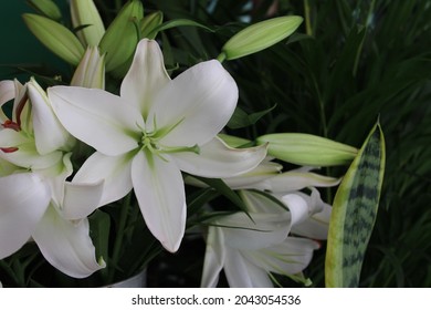 Lilium 'Casa Blanca'. Lilium longiflorum , often called the Easter lily, is a plant endemic to both Taiwan and Ryukyu Islands (Japan). 