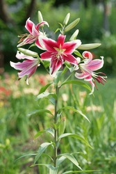 Lilium 'Flashpoint' Is An Ot-hybrid Lily With Purple Flowers