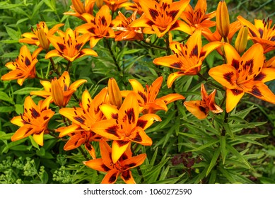 Lilium in the garden - Shutterstock ID 1060272590