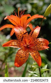 Lilium 'Helena' with ornage floer, heavy brown dottings