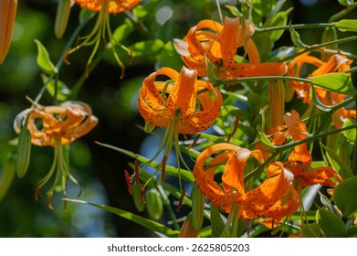 Lilium henryi Henrys tigre lirio hermosa planta de floración, brillante planta de color naranja punteado en flor en los jardines
