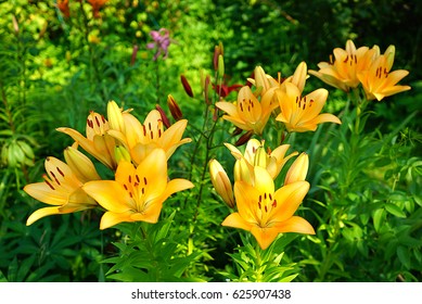 Lilium LA-Hybrids Indian Diamond, Golden_tycoon On Blurred Background  Leaves