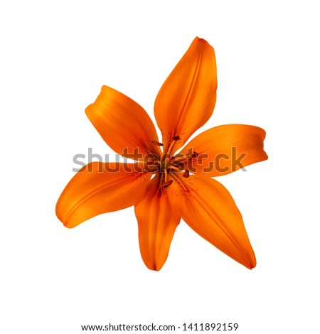 lilium lily flower orange color isolated on white clipping path included