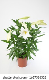 Lilium Longiflorum - Bulb Plant