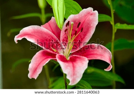 Lilium longiflorum Easter lily large pink lily flower head 