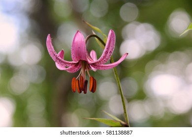 Lilium Martagon