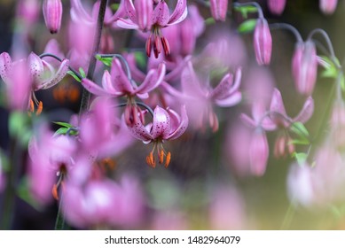 Lilium Martagon Or Turks Cap Lily