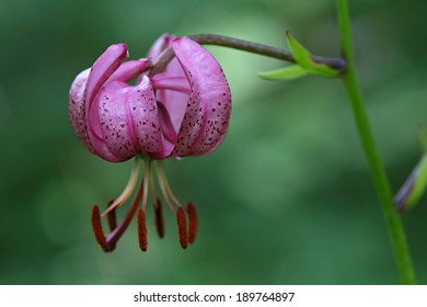 Lilium Martagon, Turk's Cap Lily