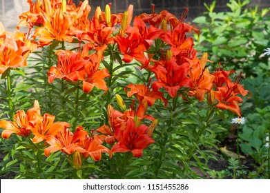 Lilium members of which are true lilies is a genus of herbaceous flowering plants growing from bulbs, all with large prominent flowers. Lilies are a group of flowering plants that are important  - Shutterstock ID 1151455286