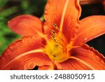 lilium orange photograpged with macro objektiv 