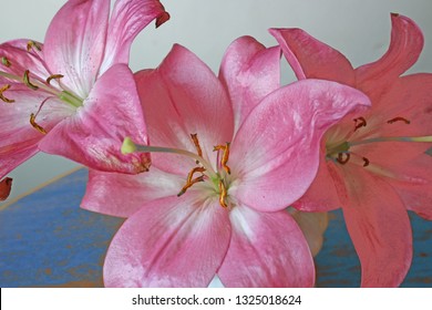 Lilium Orientalis (Stargazer), Flowers.