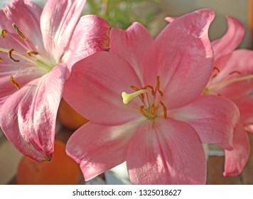 Lilium Orientalis (Stargazer), Flowers.