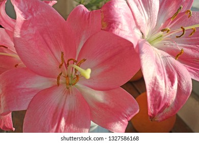 Lilium Orientalis (Stargazer), Flowers.