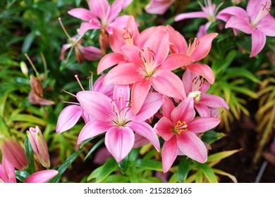 Lilium Orientalis Stargazer.  Lily Flower  In The Garden.