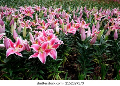Lilium Orientalis Stargazer.  Lily Flower  In The Garden.