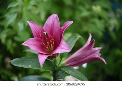 Lilium OT-hybrids Purple Prince Grows And Blooms In The Garden In Summer