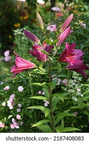 Lilium OT-hybrids Purple Prince Grows And Blooms In The Garden In Summer