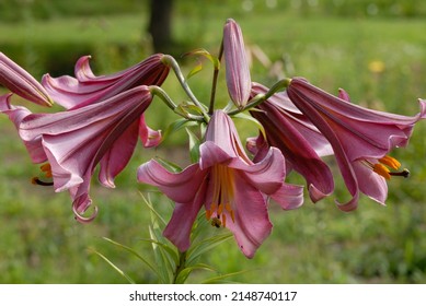 Lilium 'Pink Perfection' with trumpet shaped dark pink flowers