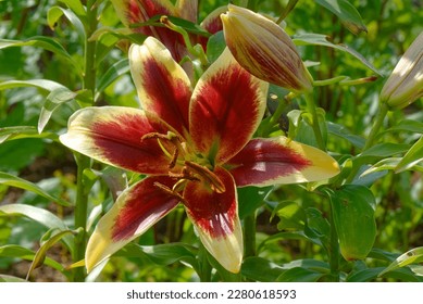 Lilium 'Red Dutch' is a lily with purple flowers (asiatic hybrid)