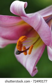 Lilium Regale Lily