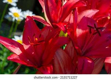Lilium represent love, ardor and affection for your loved ones, while orange lilies symbolize happiness and warmth. Lilium longiflorum, an Easter lily, is a symbol of Easter